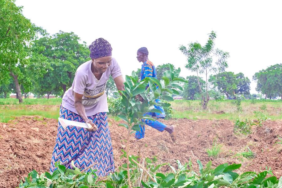 Photo from: Giving Indigenous Trees a Second Chance to Thrive