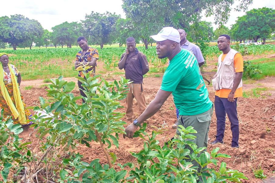 Photo from: Giving Indigenous Trees a Second Chance to Thrive