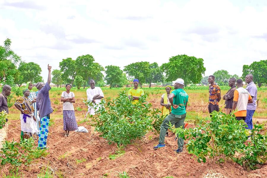 Photo from: Giving Indigenous Trees a Second Chance to Thrive