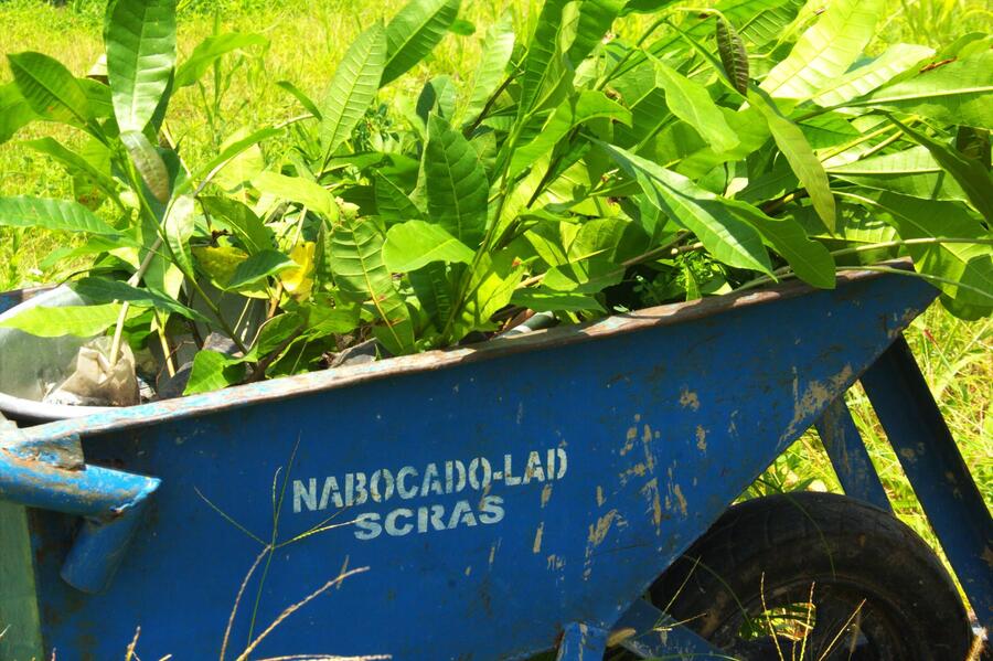 Photo from: Growing Resilience: NABOCADO Establishes Demonstration Alley Farms Under SCRAS Project