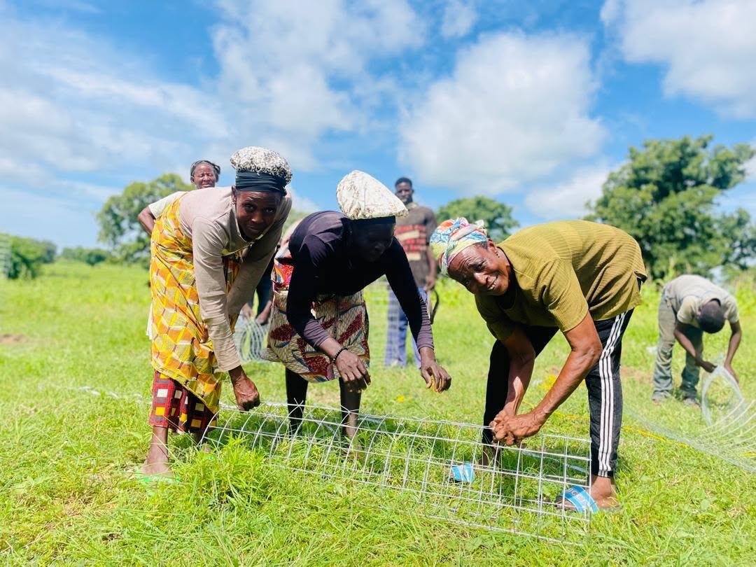 Growing Resilience: NABOCADO Establishes Demonstration Alley Farms Under SCRAS Project