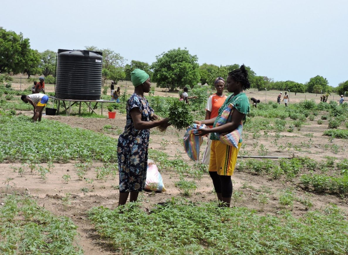 A beneficiary selling vegetables at the Bandema community solar garden