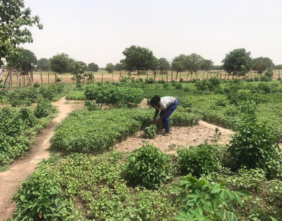 Patricia from Bandema community harvesting vegetables from the solar garden