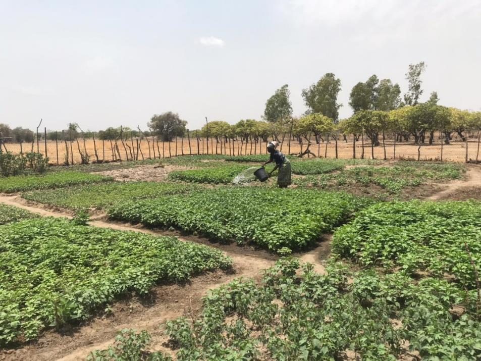 A beneficiary in Bandema community watering her vegetables