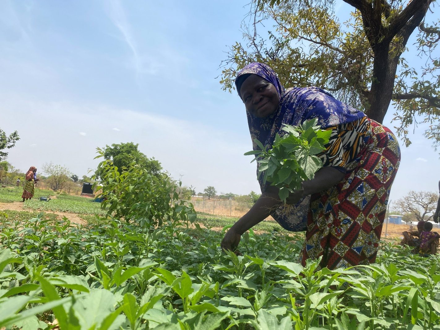 A beneficiary harvesting vegetables from her plot in the Tarikom solar garden